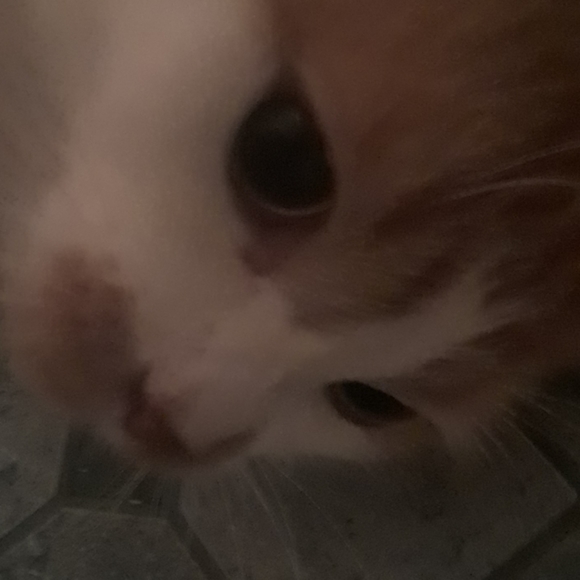 Cat - Picture 1 of 4